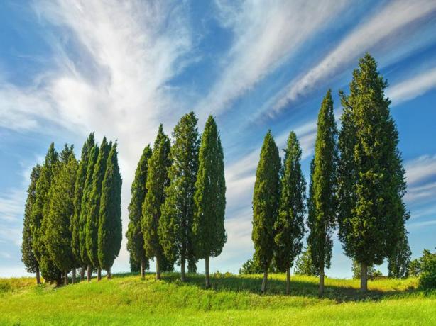 İtalyan selvi ağaçları
