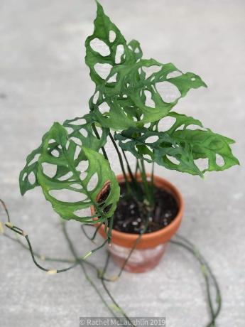 Monstera Olbiqua (Peru formu)